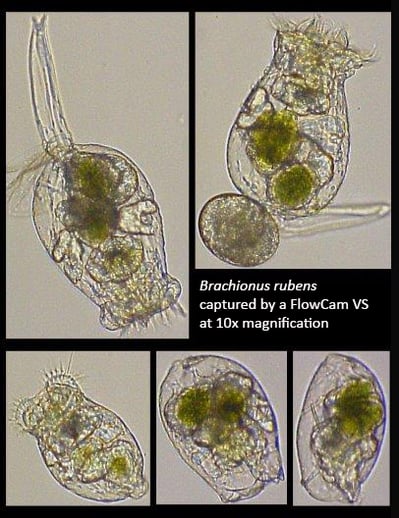 FlowCam 10X collage of rotifers - Brachionus rubens