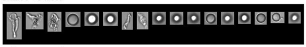 FlowCam images of particles formed in PVC IV bag filled with mAb