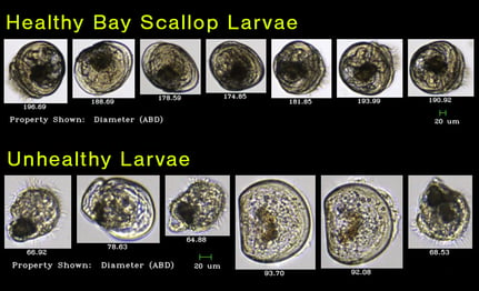 FlowCam collages comparing healthy bay scallop larvae and unhealthy larvae