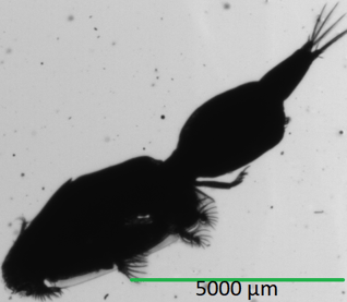 FlowCam image of sea lice show area-based diameter