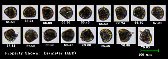 FlowCam 4X collage of mussel veligers