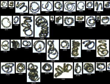 FlowCam collage of anabaenopsis