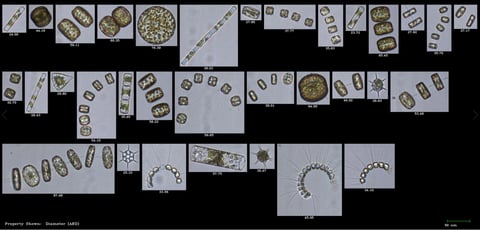 FlowCam 8400 collage of diatoms collected in Casco Bay