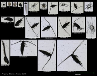 FlowCam collage of zooplankton