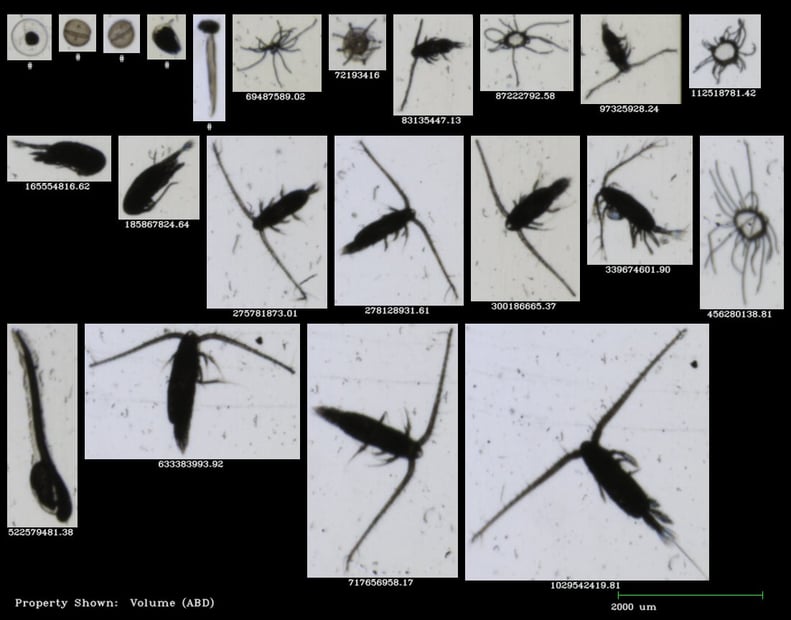 Mesozooplankton imaged by KISR with the FlowCam