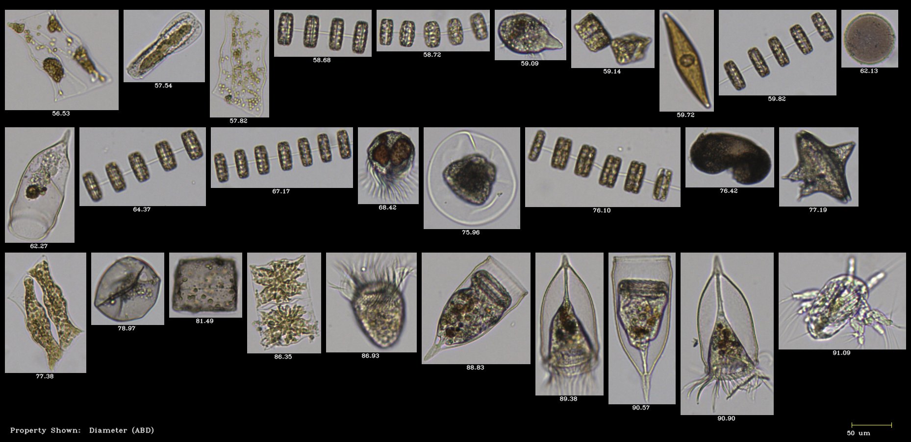 FlowCam collage of phytoplankton and zooplankton
