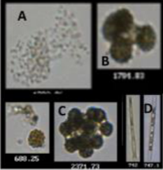 Kimambo et al FlowCam images of algae