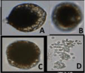 Kimambo et al study FlowCam images of algae
