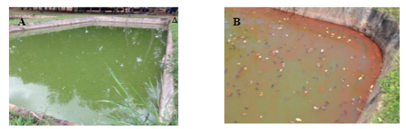 Photo of aquaculture ponds with algae blooms from Kimambo et al study