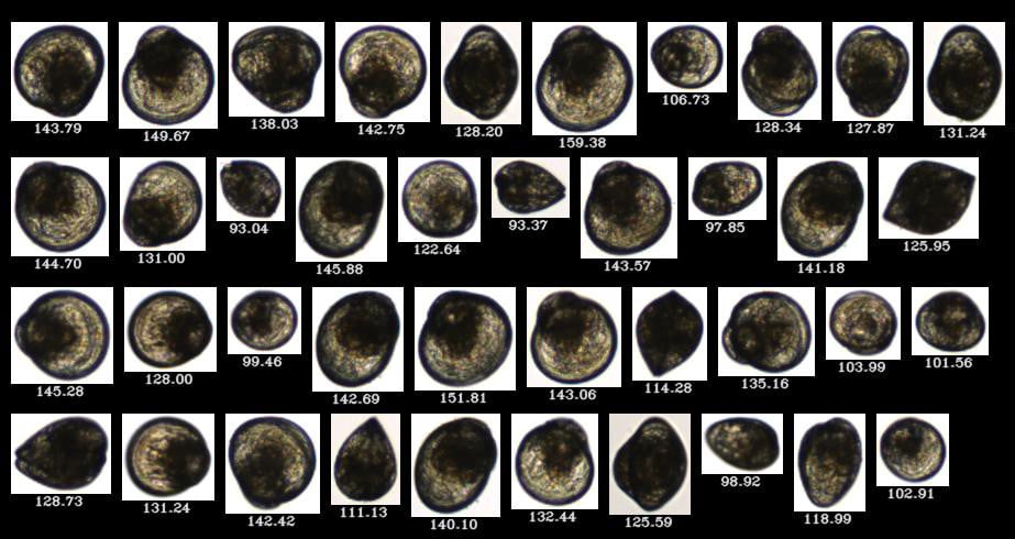 Larval Oysters imaged by FlowCam