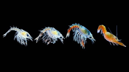 lobster larvae photo by jessica waller