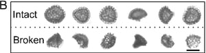 Lycopodium Sporopollenen FlowCam images comparing intact and broken particles