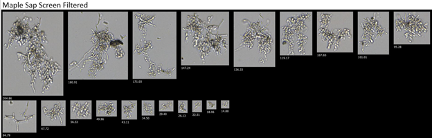 FlowCam collage of Maple sap after filtering