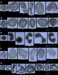 FlowCam images of Microcystis harmful algae colonies
