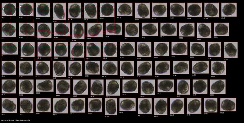 Mussel_Eggs_FlowCam_8000_