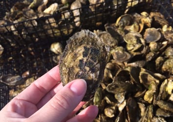 Hand holding oyster