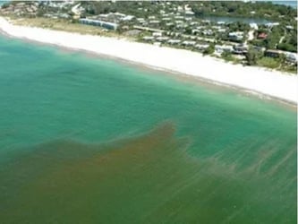 Red tide Karenina brevis on Sanibel Island