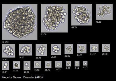 Select images from all organoid runs_Collage 1