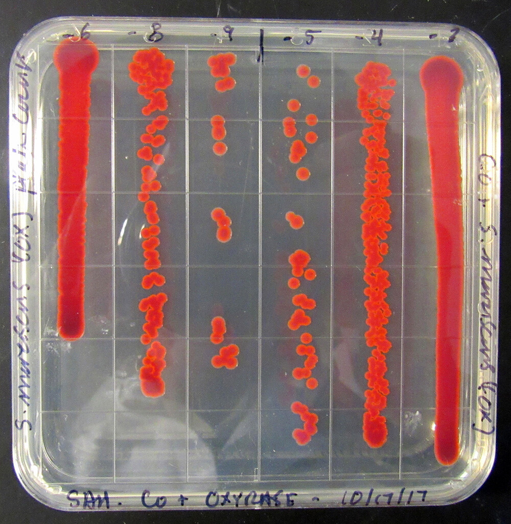 Serratia marcescens Square PlateSerratia marcescens culture in square plate