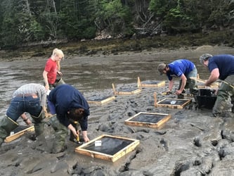 People bending over trays in mud to collect clams