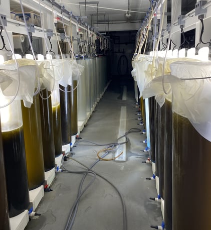 Algae bioreactors