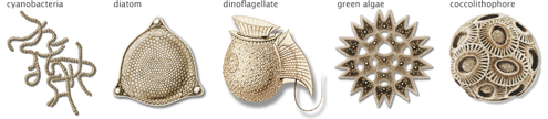 algal-groups