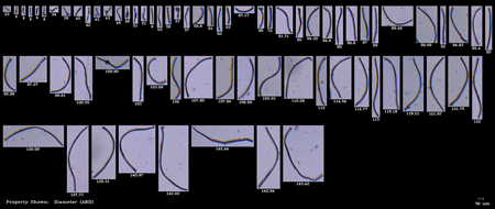 Microplastic Fibers imaged by the FlowCam