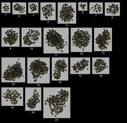 Microcystis colonies imaged by the FlowCam at 10X. 