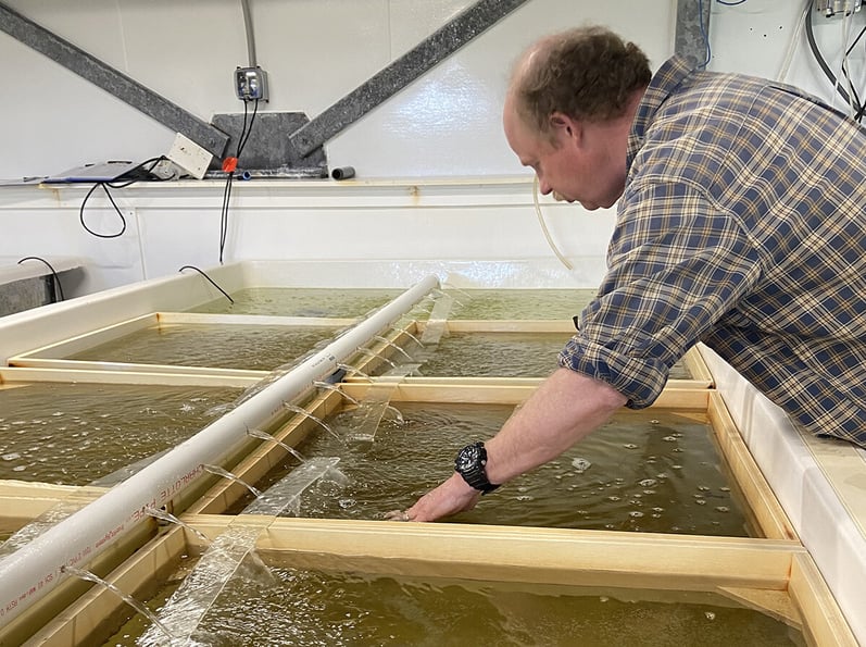 Man with hands in shellfish reproduction tank