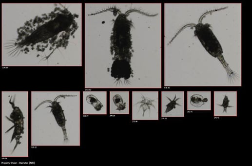 FlowCam collage zooplankton