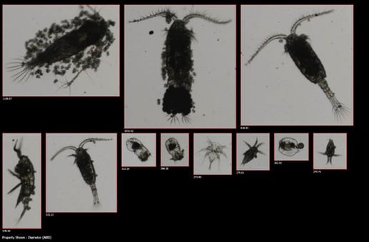 FlowCam collage zooplankton