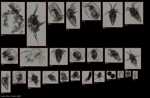 FlowCam collage zooplankton