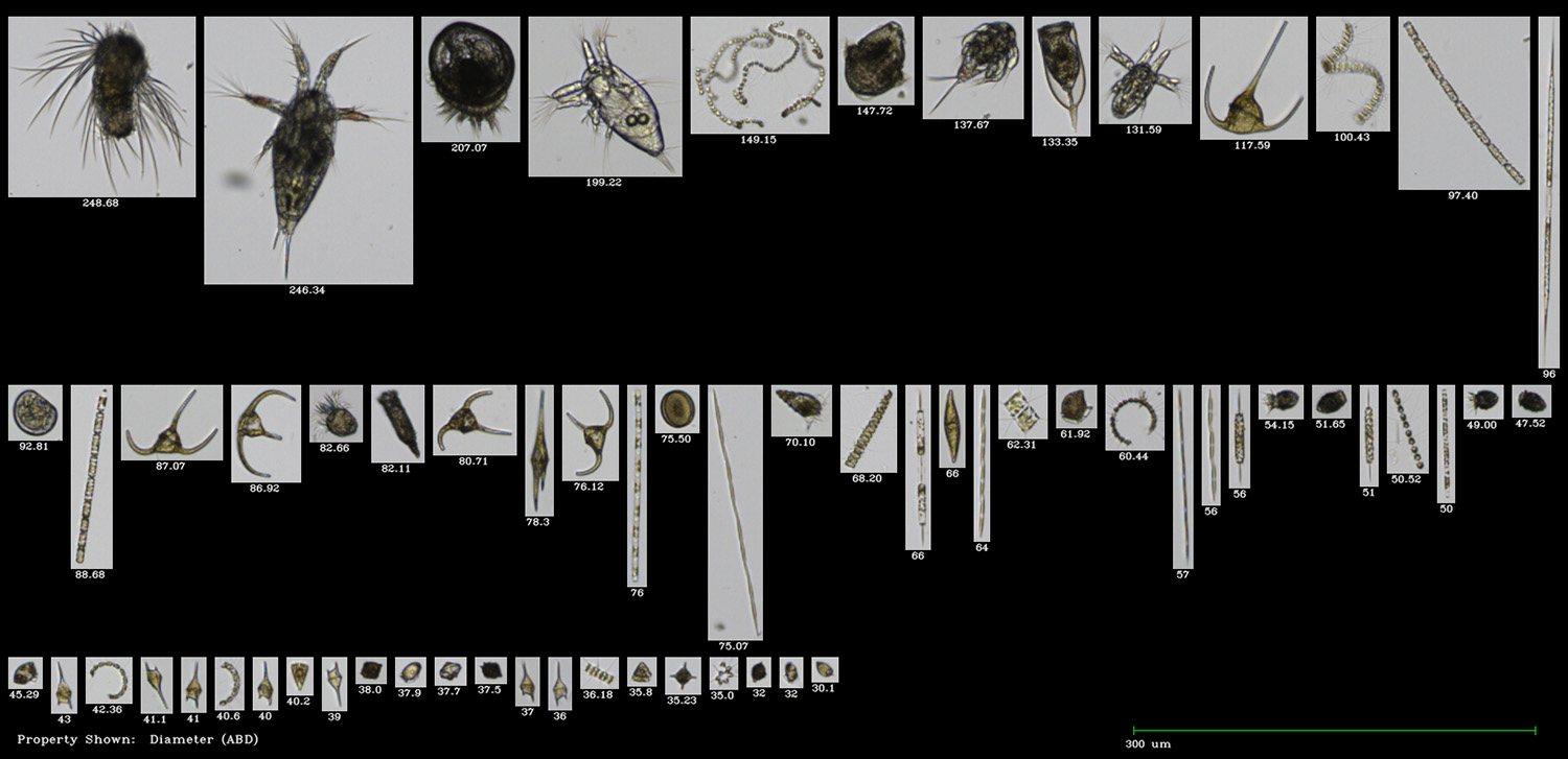 FlowCam collage of plankton collected in Portland Harbor, Maine