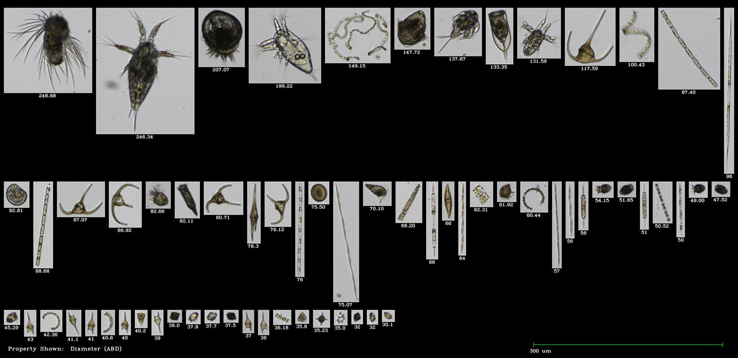 FlowCam collage of plankton collected in Portland Harbor, Maine