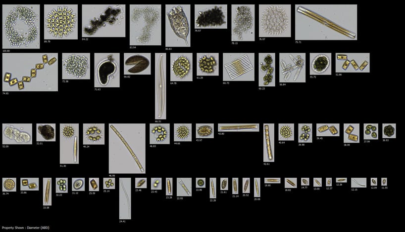 FlowCam collage freshwater plankton