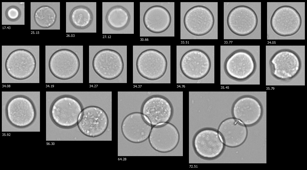 A FlowCam collage of hydrogel microspheres for biopharmaceutical applications