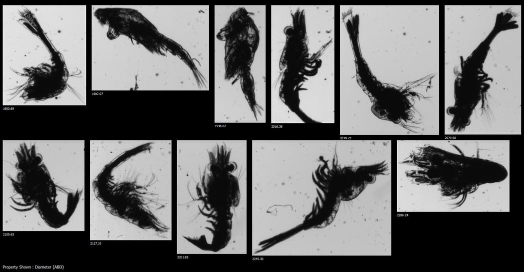 FlowCam collage of larval shrimp