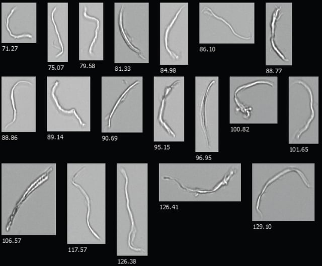 Wood cellulose microfibrils captured by FlowCam