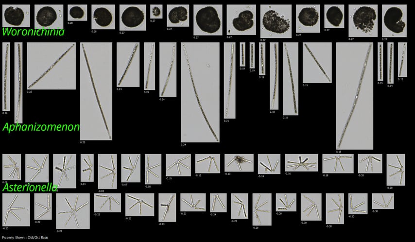 flowcam-cyano-collage-cyanobacteria-diatoms-1