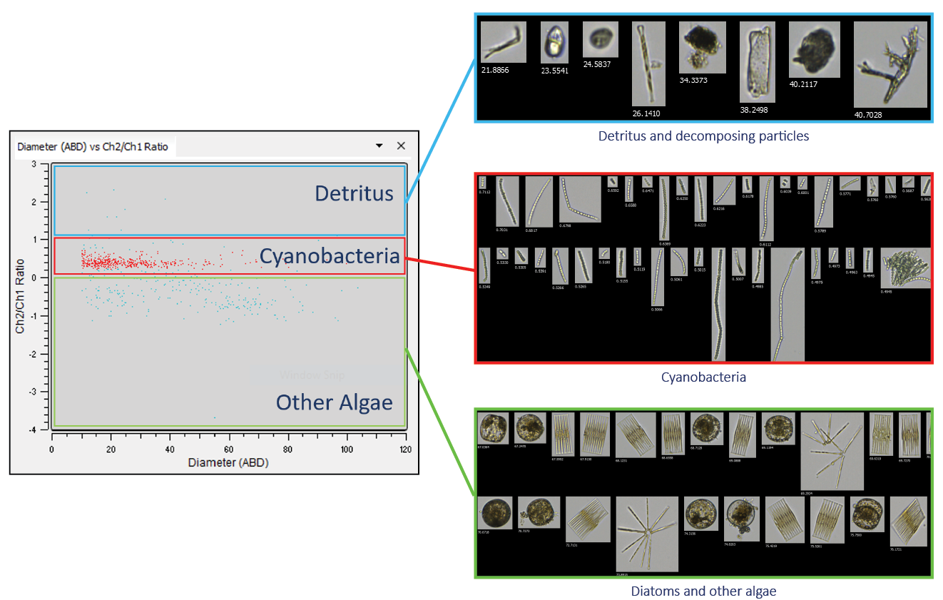 FlowCam data sorted into catagories based on fluorescence