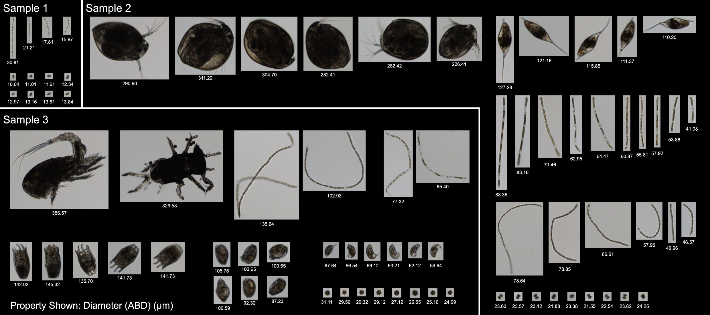 FlowCam images of plankton and other organisms from peat bog samples