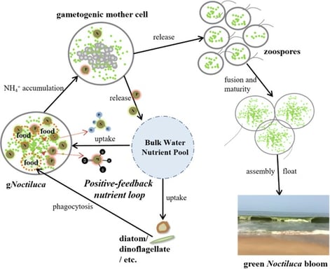 gNoctiluca-nutrient-loop