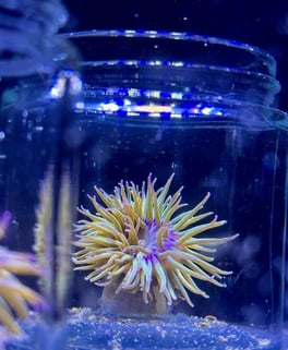 Image_sea_anemone