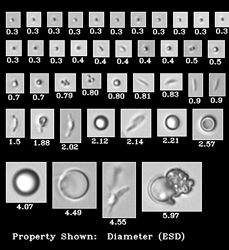 FlowCam Nano images of biopharmaceutical sample