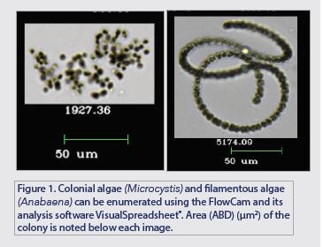 Cyanobacteria Microcystis & Anabaena imaged by FlowCam