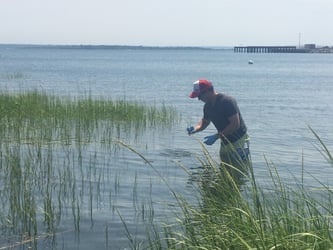 Nicholas Ray collects samples in estuary