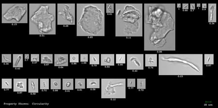 NIST protein standard imaged by FlowCam 