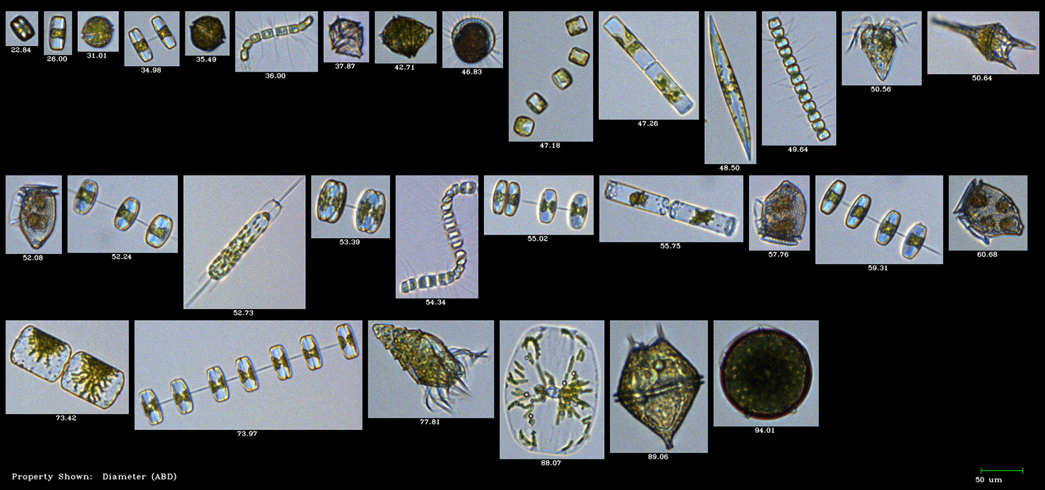 FlowCam college plankton Gulf of Maine