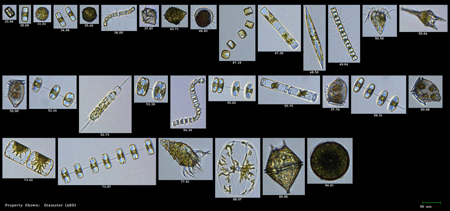 FlowCam collage of marine phytoplankton