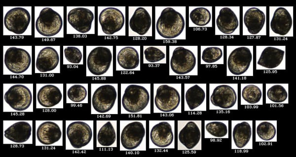 flowcam-collage-larval-oysters-cropped